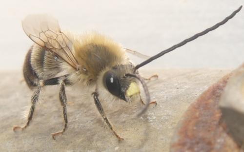 Eucera nigrescens